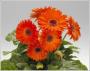 Seminte profesionale  Gerbera jamesonii - Gerbera - imagine 49183